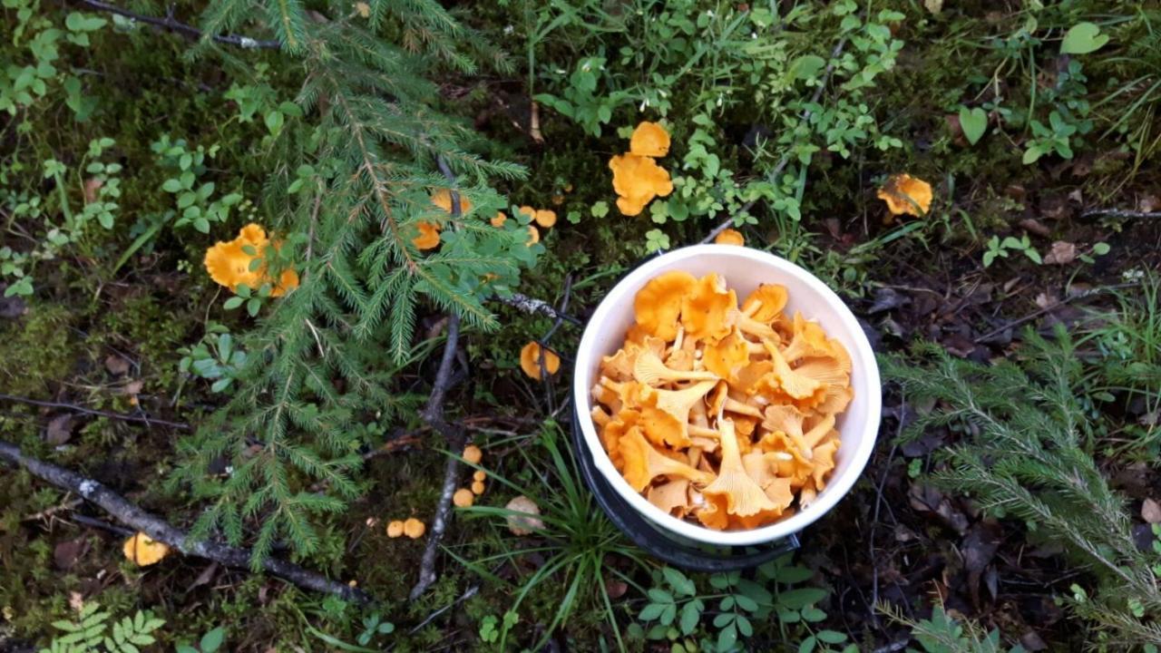 Suvituuli | Paajoen Vuokramoekit Villa Himos Bagian luar foto
