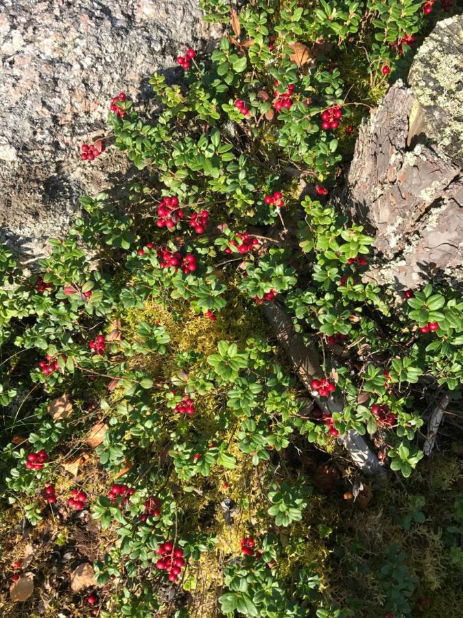 Suvituuli | Paajoen Vuokramoekit Villa Himos Bagian luar foto