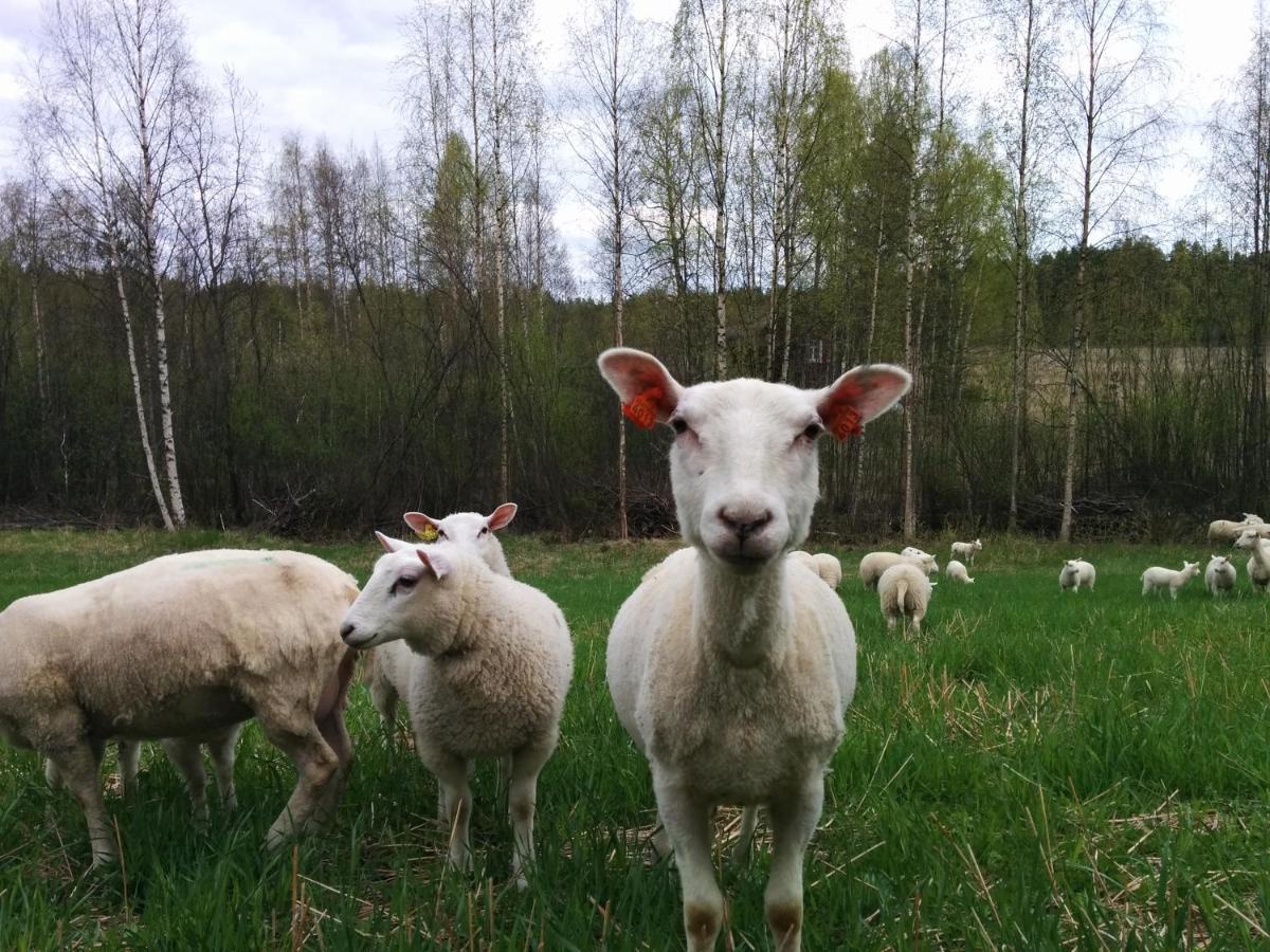 Suvituuli | Paajoen Vuokramoekit Villa Himos Bagian luar foto